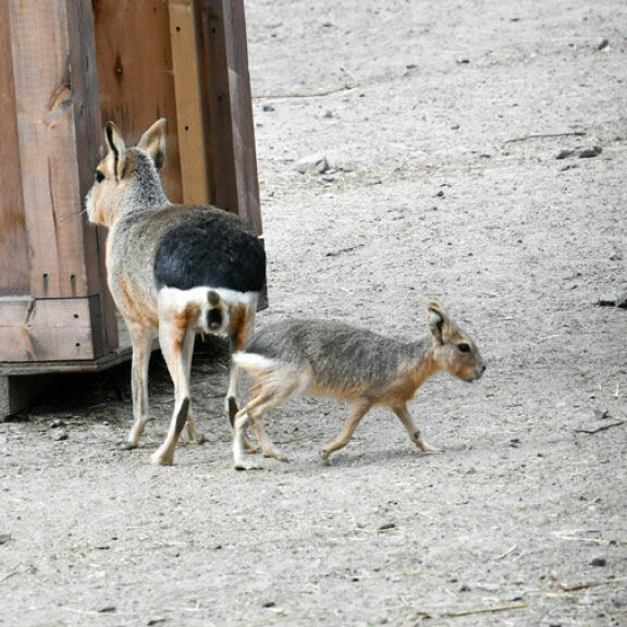 Onko mitään hellyttävämpää? Mara-jyrsijät hurmaavat Korkeasaaressa: sulosilmäinen eläin on yksiavioinen – katso kuvat! mara-jyrsijä