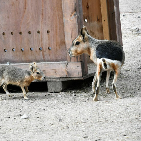 Onko mitään hellyttävämpää? Mara-jyrsijät hurmaavat Korkeasaaressa: sulosilmäinen eläin on yksiavioinen – katso kuvat! Mara-jyrsijä