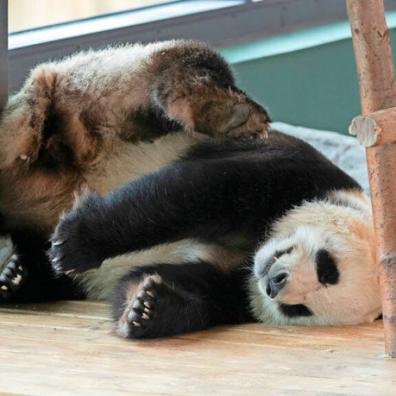 Pandat kierivät nukkuessaan kuin ihminen yöllä konsanaan. Pandat kierivät nukkuessaan kuin ihminen yöllä konsanaan.
