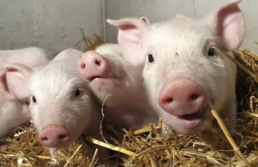 Stalkkeri-sika säikytti - mies soitti hätänumeroon! Katso viraaliksi mennyt kuva!