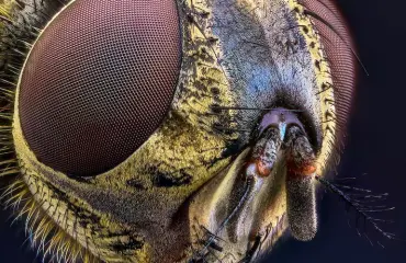 Tuore tutkimus paljastaa: Seksittä jäävät kärpäset turvautuvat alkoholiin!