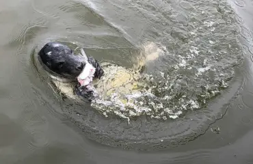 City-kuutti ihastutti nyt Kaivopuistossa - ahmi vatsansa täyteen pulleita lahnoja! Katso suloinen video!