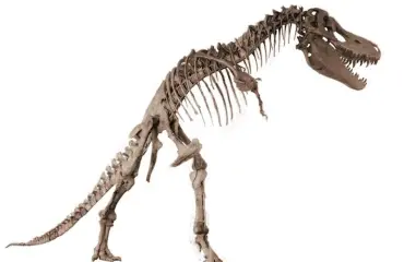 Haluatko nimetä dinosauruksen? Tänä kesänä se onnistuu!