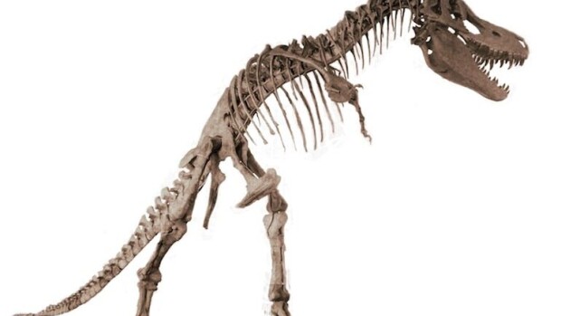 Haluatko nimetä dinosauruksen? Tänä kesänä se onnistuu! Tyrannosauruksen luuranko on säilynyt hyvin.