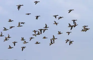 Kylä huolissaan kadonneesta ankasta!
