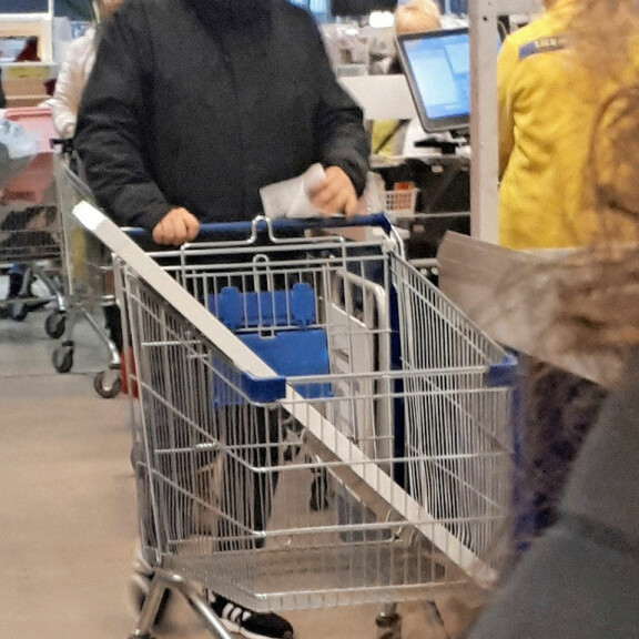 Kasmir shoppaili tyttöystävänsä kanssa Ikeassa – kuva! Kasmir Ikeassa.