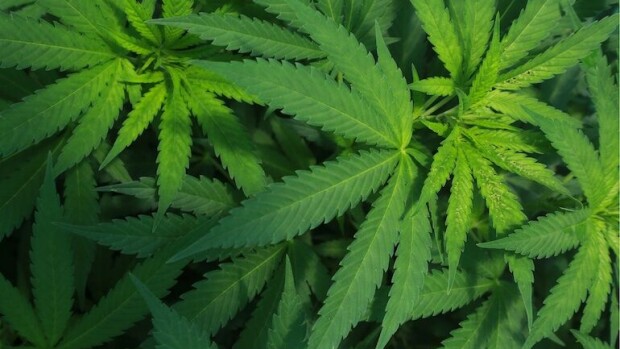Nainen palasi matkalta - kotona odotti valtava kannabiskasvattamo! Naisen kotona odotti kannabisviljelmä.