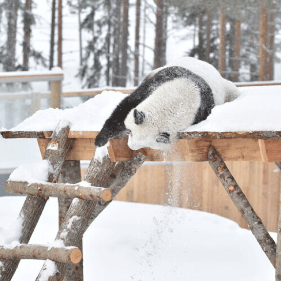 Lumi innostutti yleisöä kiipeämällä pandamökkinsä katolle... Lumi innostutti yleisöä kiipeämällä pandamökkinsä katolle...