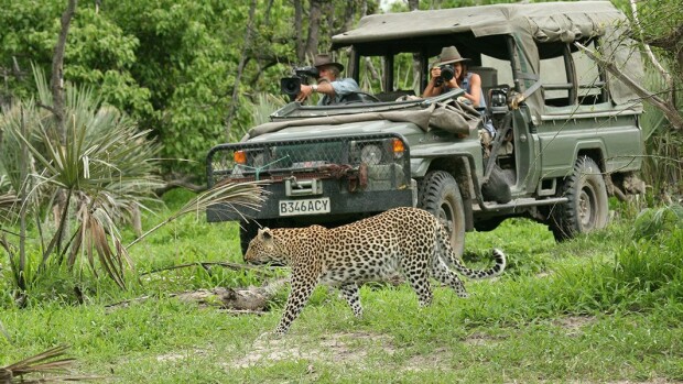 Leopardielokuvassa nähdään jotakin ainutlaatuista – yllätti tekijätkin Dand_B_Joubertinthefield_Botswana_WEB_Wildfile_Films_a5a905674b.jpg