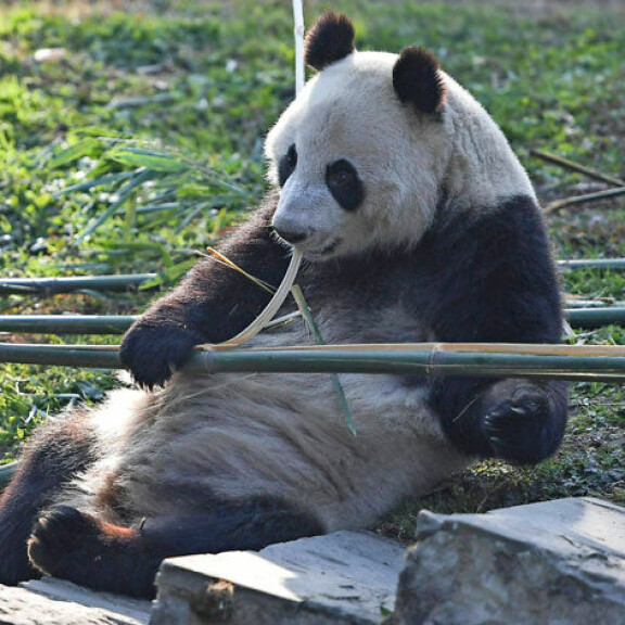 Pandat syövät vuorokaudessa vähintään 20 kiloa bambua, jota kuljetetaan rekka-autoilla Ähtäriin. Pandat syövät vuorokaudessa vähintään 20 kiloa bambua, jota kuljetetaan rekka-autoilla Ähtäriin.