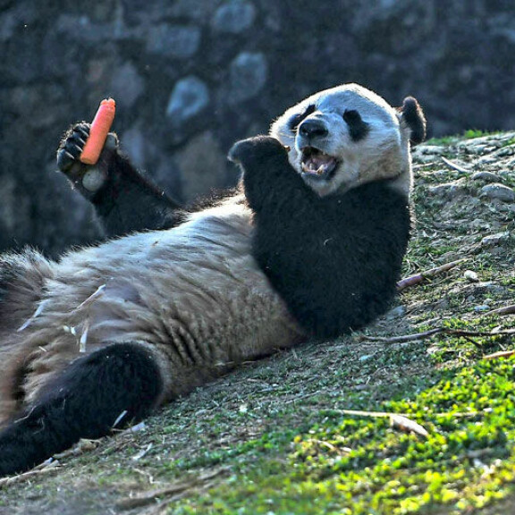Pandat herkuttelevat myös porkkanalla. Pandat herkuttelevat myös porkkanalla.