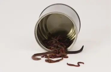 "Tyttöystäväni haluaa kastematoja emättimeensä!"