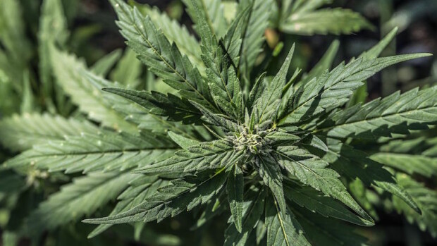 Tutkimus: Mitä enemmän kannabista - sitä enemmän seksiä! Kannabista käyttävät harrastavat enemmän seksiä.
