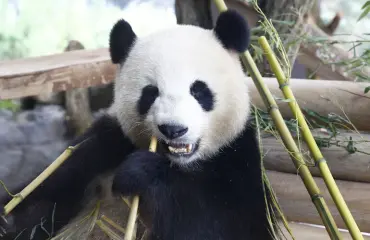 Berliinin eläintarha pohtii: Parantaako parittelu takaperin kävelevän pandan?