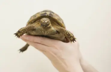 Ei voi olla totta, hukkunut kilpikonna pelastui tunnin suusta suuhun -elvytyksellä!