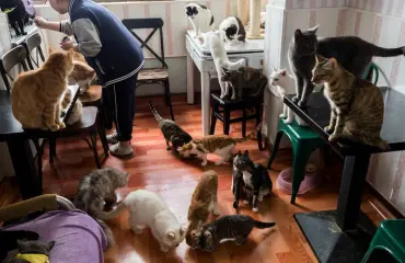 Naiset ovat eläinhamstraamisen riskiryhmä!