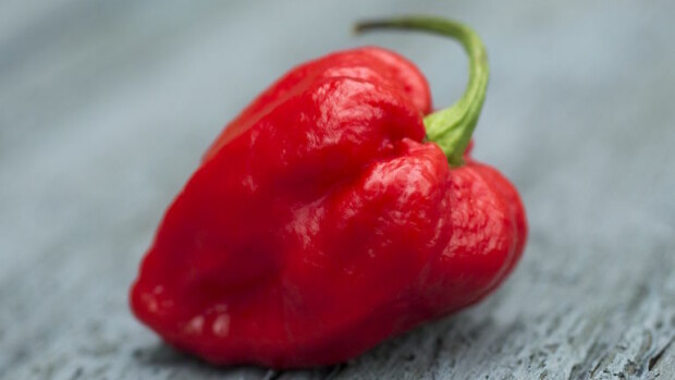 Mies joutui sairaalaan juotuaan maailman tulisimmalla chilillä maustettua vodkaa! Carolina Reaper on maailman tulisin chili.