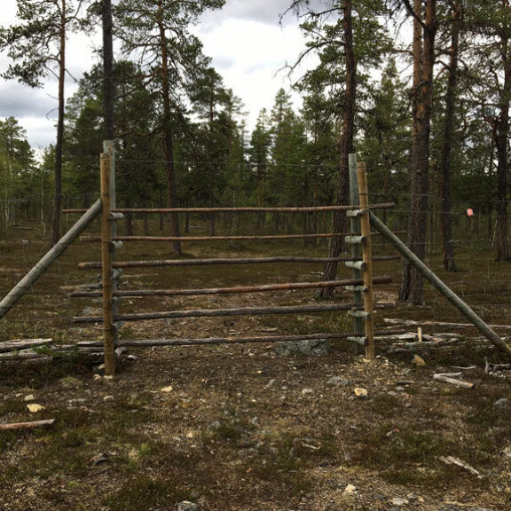 Antin uskotaan kadonneen Lapin armottomaan erämaahan. Hanhivaara