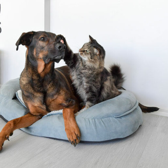Rambo-kissa ja perheen Rocky-koira ovat parhaat ystävykset. Rambo mainoskissa ja Rocky koira