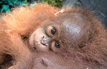 Draamaa sademetsässä: orankiemon ja -poikasen sydäntäriipaiseva pelastusoperaatio!