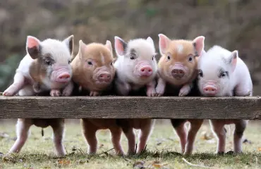 Tequilaa ja minipossuja joogatunnilla: "Rakastan sitä ilmapiiriä!"