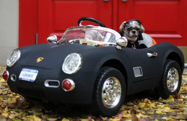 Mitä ihmettä, pikkukoiralla on luksusautojen kokoelma – katso!