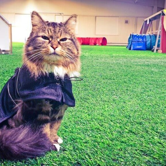 Hulinan lempilajeja ovat suppailu ja agility. Hulinan lempilajeja ovat suppailu ja agility.