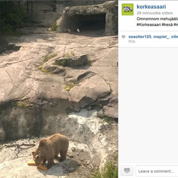 Huh, helle yllätti Korkeasaaren karhutkin - katso hauska kuva!