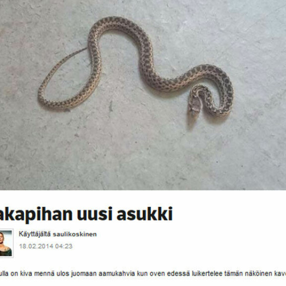 Sauli Koskinen tapasi uuden naapurinsa - voi apua!