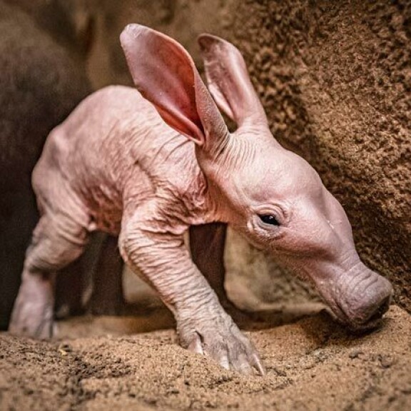 Maasiat ovat sangen hitaita, ja siksi ne päätyvät usein leijonan kitaan. Maasian liha kelpaa usein myös ihmisille niissä Afrikan maissa, joissa se elää vapaana. Maasiat ovat sangen hitaita, ja siksi ne päätyvät usein leijonan kitaan. Maasian liha kelpaa usein myös ihmisille niissä Afrikan maissa, joissa se elää vapaana.