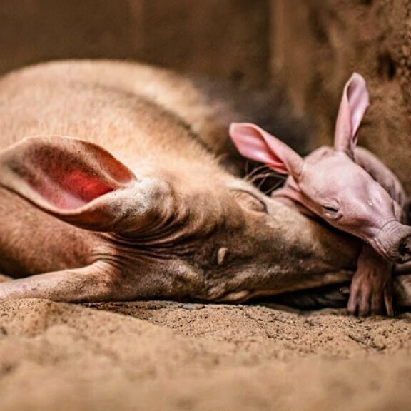 Päivät Dobby viettää imettävän Oni-äitinsä kainalossa. Päivät Dobby viettää imettävän Oni-äitinsä kainalossa.