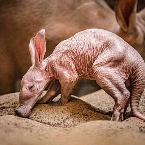 Dobby saattaa aikuisena painaa jopa 60 kiloa ja kasvaa pitkä häntä mukaan lukien 230 sentin pituiseksi. Dobby saattaa aikuisena painaa jopa 60 kiloa ja kasvaa pitkä häntä mukaan lukien 230 sentin pituiseksi.