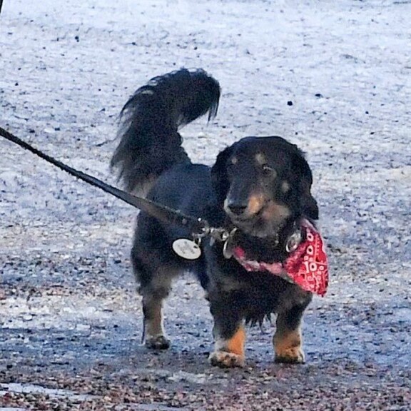 Laurin esikoispojan lemmikki-mäyrikselle oli kietaistu punainen huivi kaulan ympärille. Laurin esikoispojan lemmikki-mäyrikselle oli kietaistu punainen huivi kaulan ympärille.