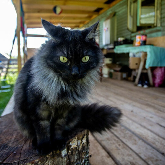 Kuvan kissa ei liity tapaukseen. cat