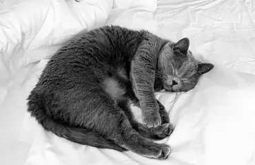 Kissa matkusti yli tuhat kilometriä postipaketissa!