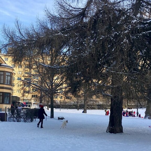 Koira pissi minkä kerkesi! Paula Koivuniemi ulkoilutti lemmikkiään – kuva! Paula Koivuniemi ulkoilutti koiraansa Sinebrychoffin puistossa Helsingissä.