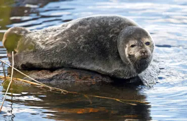 Söpöysvaroitus! Saimaannorppa Pullervo ihastuttaa löhöilyllään - läiskii häiritseviä hyttysiä! Katso!