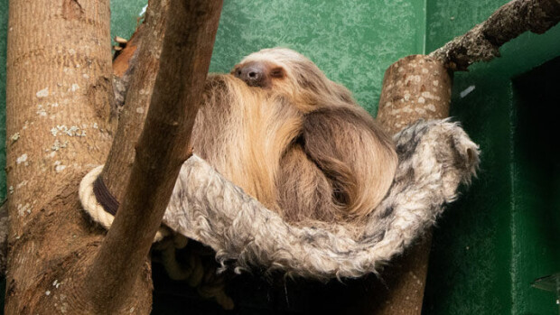 Harvinainen asukas Korkeasaaressa! Tarpeilla käynti uuvutti Coco-laiskiaisen! Coco asuu Korkeasaareessa.